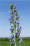 Hyssop, an attractive garden plant with dark blue flowers. Decorative, melliferous, spicy herbal