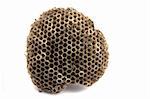 small wasp nest isolated on the white background