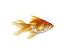 gold fish on a white background