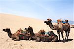 View of camels taking a rest in the deserts