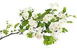 hawthorn branch with flowers on white background