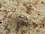 ghost crab, ocypode, on a beach in australia