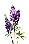 Closeup of purple lupines with long stem on white background