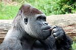 Gorilla with bown eyes thinking what to do
