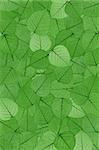 Green skeletal leaves - background.