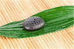 Close up of a black stone on a leaf