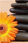 Close up of an orange sunflower and a black stones stack