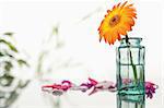 Orange gerbera in a glass flask with pink petals and leaves focus on the flask and the flower