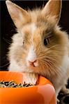 photo of adorable dwarf rabbit with lion's head with his food bowl