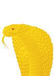 Gold poisonous snake. The illustration on white background.
