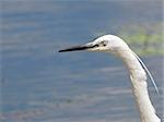 Little Egret on river Danube, Egretta garzetta