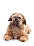 A Shitzu Poodle mix laying on floor