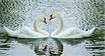 images of two swans on lake