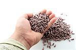 colored sunflower sowing seed in man's hand