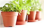 Herbs in Pots on the Shelf - Basil, Mint and Rosemary - Shallow Depth of Field
