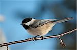 A chickadee perches on a small branch with a blue sky in the background.