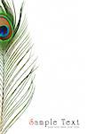 Detail of peacock feather eye on white background