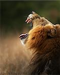 Lion displays dangerous teeth - Kruger National Park - South Africa