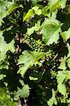 Small green grapes on wine plant in vineyard in early summer