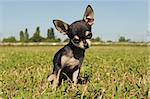 portrait of a cute purebred  puppy chihuahua