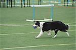 Border Collie holding a ball in the mouth and running on the playground