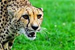 Cheetah  - Wildlife Park, New Zealand