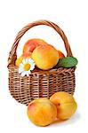 Garden apricot with flower in a wicker basket.