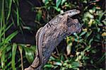 A lizard / gecko lying on a dry log with green leaves at background