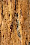 Background texture of earthy colored shale stone.