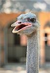 ostrich head