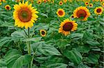 Field of blooming yellow sunflowers