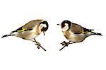 European goldfinch isolated on white, Carduelis carduelis