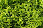 full frame close up photo of green lettuce - for background or texture