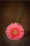 Flower Gerberas