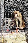 Closeup view of a monkey in the temple