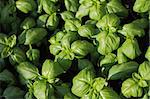aromatic basil plants as very nice green grocery background