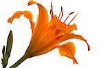 orange  lily on white