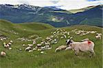 a flock of sheep in a mountain valley