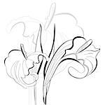 Monochrome illustration calla lilies flowers