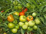 Big bunch with green and red tomatoes growing in the greenhouse