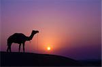 Desert landscape with camel at sunset