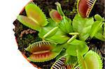 Closeup of a Venus flytrap plant (dionaea muscipula) in a pot.