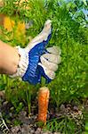 hand taking out carrots in garden. sunny day