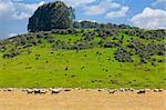 Sheep grazing in the fields of New Zealand