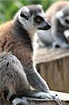 lemur monkey as very nice and funny animal