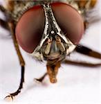 Extreme close-up. Head of a domestic fly.