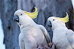 Australian birds, a pair of white cockatoo with yellow crest.