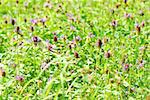 meadow with blooming clover and a butterfly