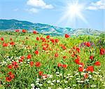 Beautiful summer mountain landscape with red poppy and white camomile flowers (and sunshine)