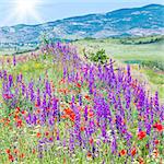 Beautiful summer mountain landscape with red poppy, white camomile and purple flowers (and sunshine)